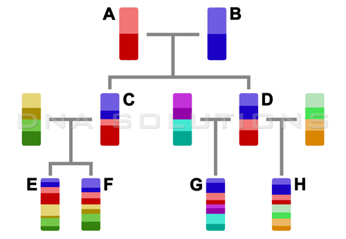 Test ADN du lien de filiation - Arbre généalogique schématique montrant trois générations et le mélange d'ADN qui survient avec chaque génération