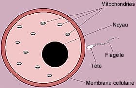 ADN mitochondrial - Schéma d'un ovule où on signale les mitochondries et un spermatozoïde à côté
