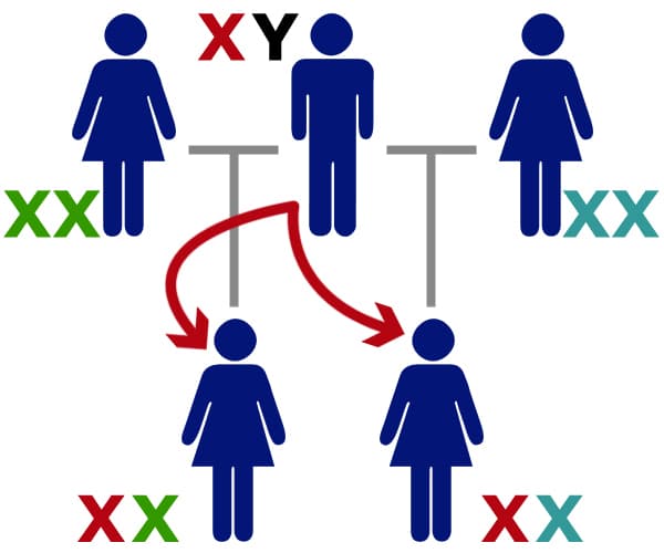Hérédité du chromosome X entre sœurs qui n'ont pas la même mère